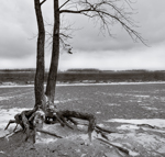 For there is hope for a tree . . .