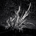 Water's Edge