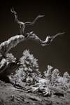 Bristlecone