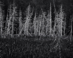 Silver Trees