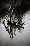 Fire-wood