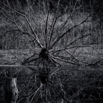 Tree-Wheel