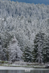 Snow-Dusted