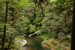 Redwoods